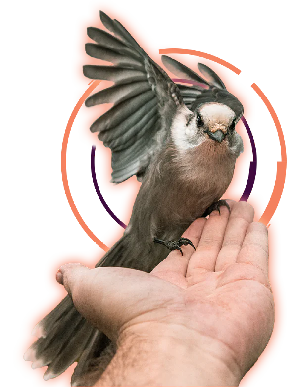 A bird lifting into flight from an open hand